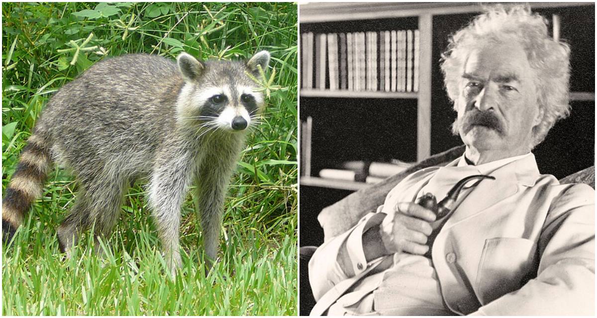 raccoon, mark twain, famous authors, 1800s food, mark twain pipe