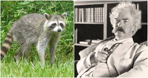 raccoon, mark twain, famous authors, 1800s food, mark twain pipe