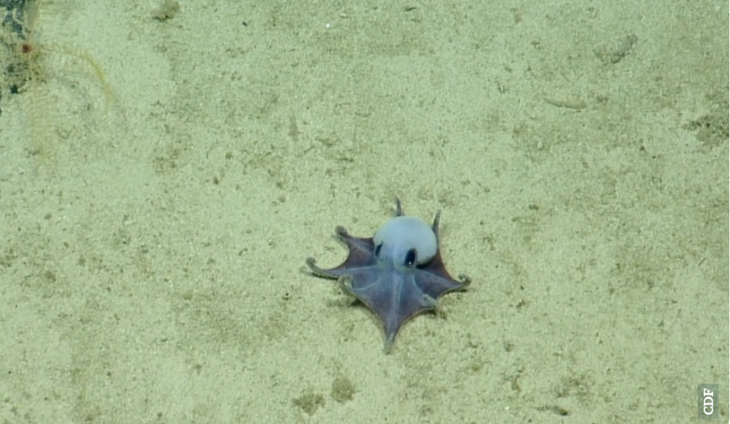 nature, octopus, science