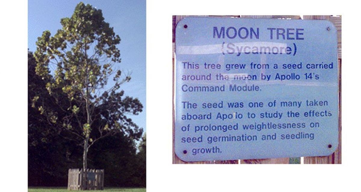nasa, moon trees, seeds, moon seeds, apollo tree moon