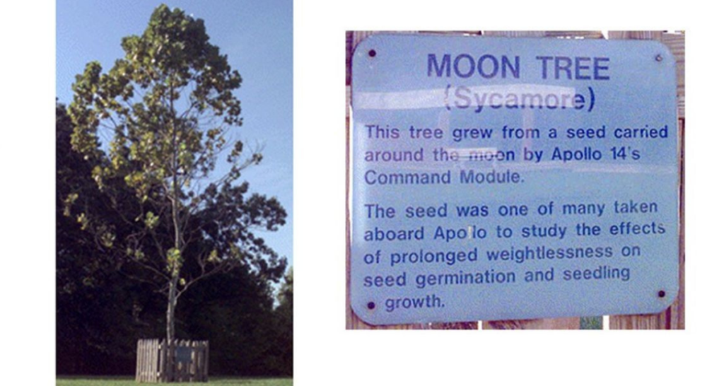 nasa, moon trees, seeds, moon seeds, apollo tree moon