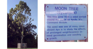 nasa, moon trees, seeds, moon seeds, apollo tree moon