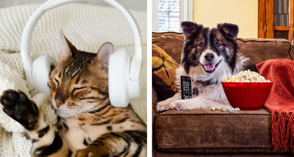 Leave TV or music on for your pet when you’re not home? Science says these genres are best.
