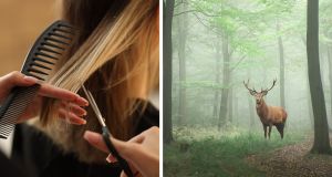 deforestation, recycling, hair cut near me