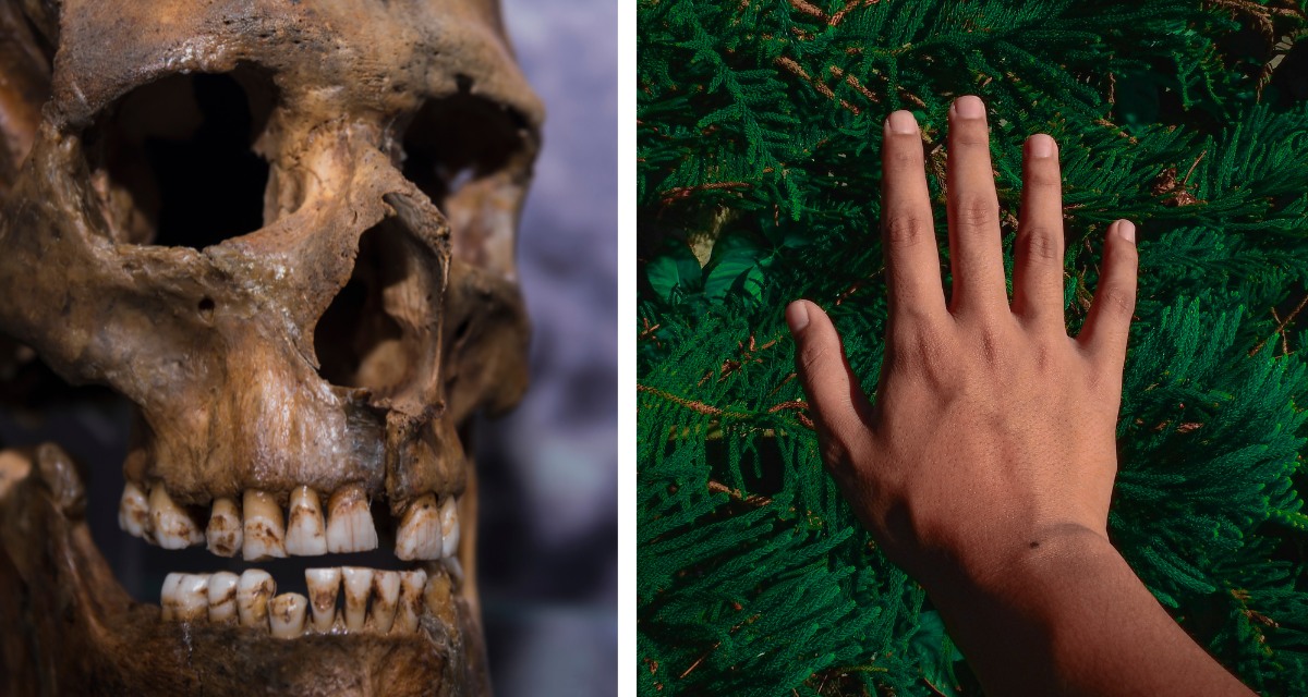 right handedness, history, human evolution