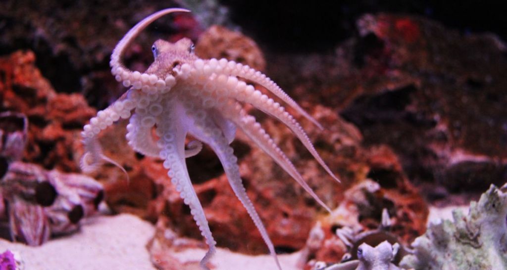 nature, science, octopus