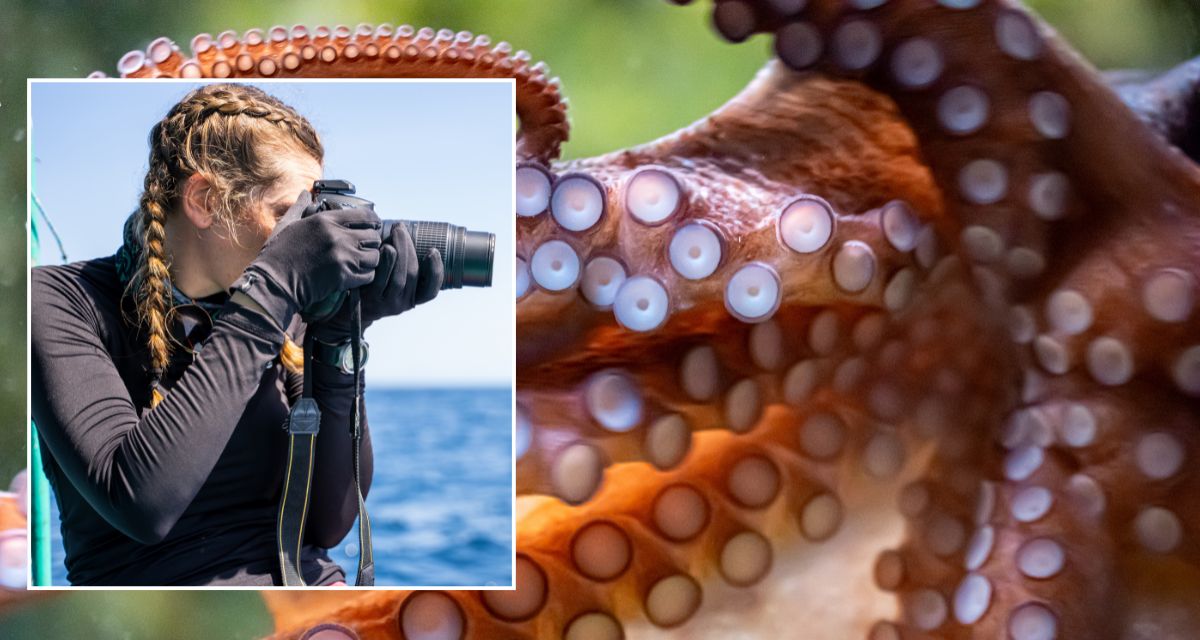 new octopus, octopus, nature