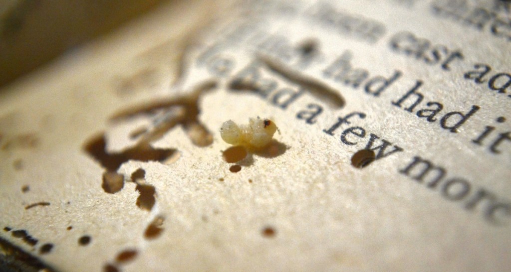 bookworms, books, reading, real bookworms, bookworm insects