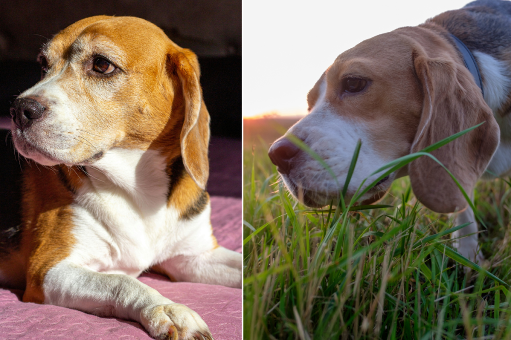 Watch this senior beagle experience sunshine for the first time