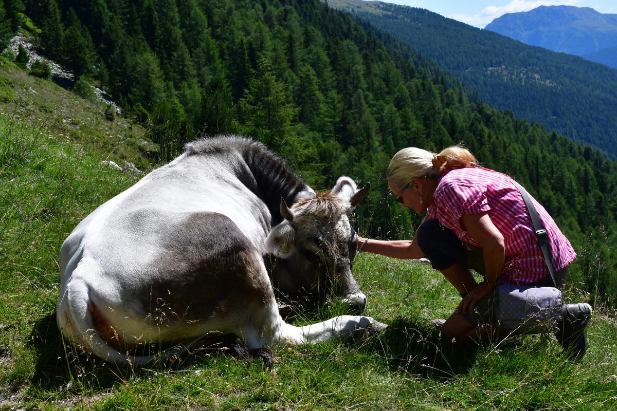 The Dutch practice of ‘cow cuddling’ may lower stress and boost mindfulness