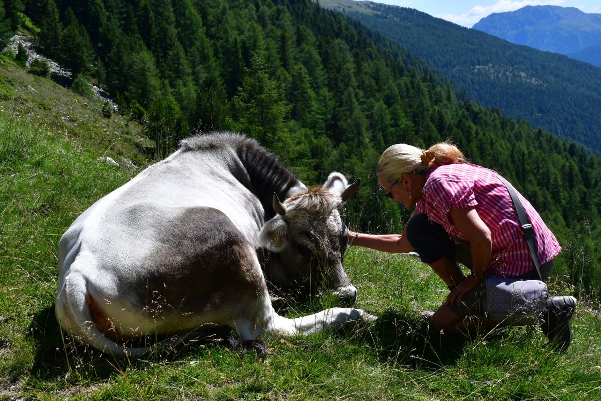 cow cuddling, animals, pets, farm animals, cows, psychology, mental health, stress relief, anxiety, trauma, therapy animal, oxytocin, human brain, wellness, wellness trend