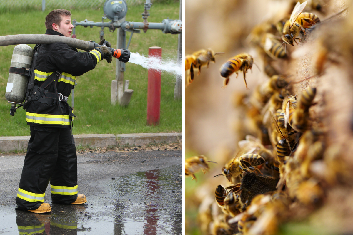 Firefighters broke out their hoses to save 25 million bees from an overheating truck