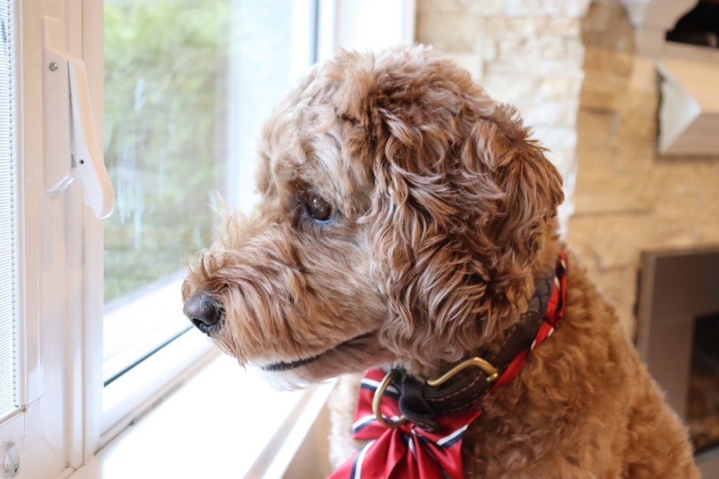 gus and koko, kimikat mayor dog, dog and window, dog mayor, mayoral election