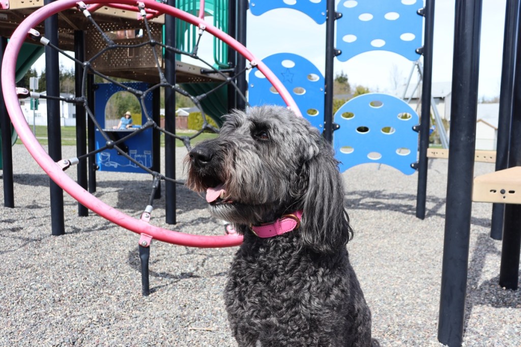 gus and koko, kimikat mayor dog, dog and playground, dog mayor, mayoral election
