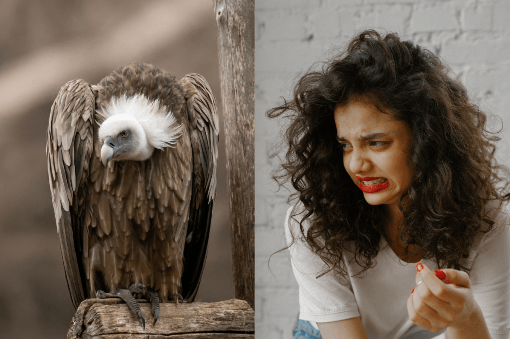 morbid curiosity, psychology, intrusive thoughts, roadkill, doomscrolling, disgust, human behavior, sociology, culture, evolutionary psychology, scientific research