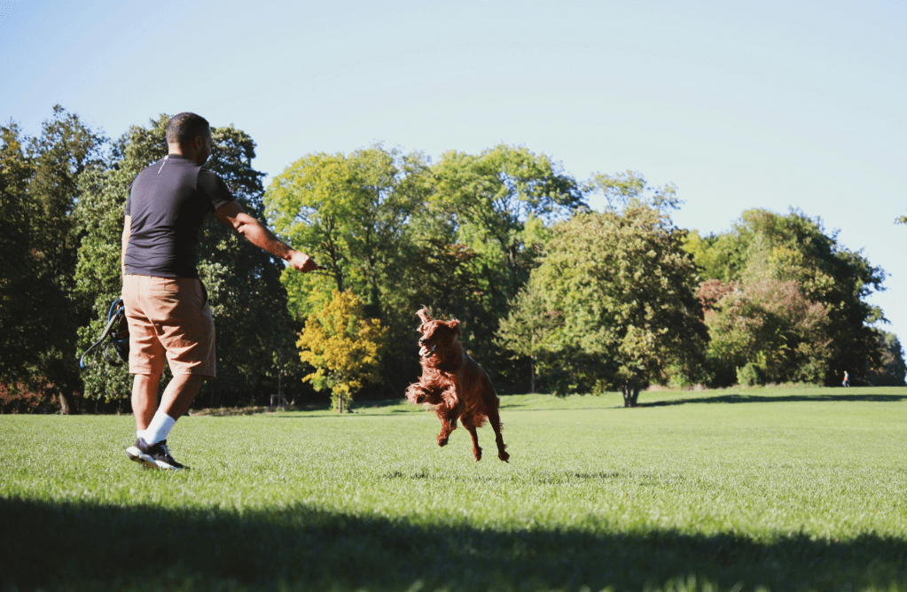 dogs, pets, animal memory, reunion, divorce