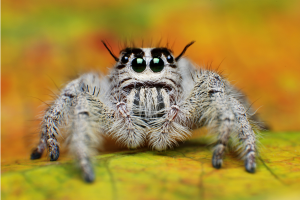 jumping spiders, spiders, bugs, invertebrates, animal intelligence, animals, pets, IQ, science, biology, natural world, conservation