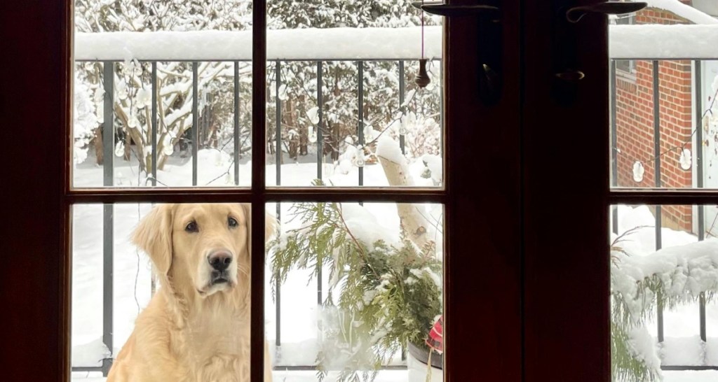 A woman noticed a window sign that asked her to ‘Shout Max!’ What came next was pure joy.