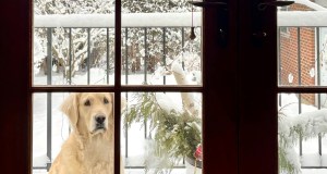 dog, window, golden retriever
