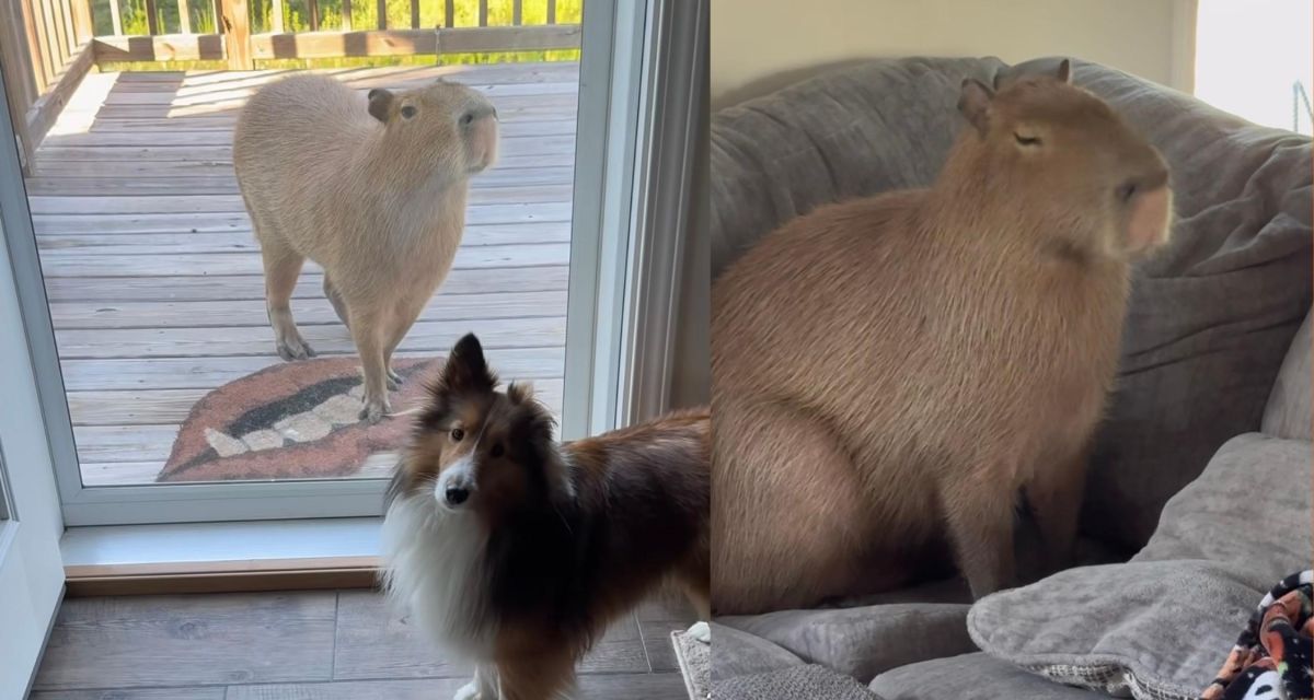 capybara, dog, farm life, Dark Wings Wildlife