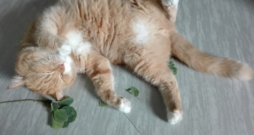 cats, catnip, pets