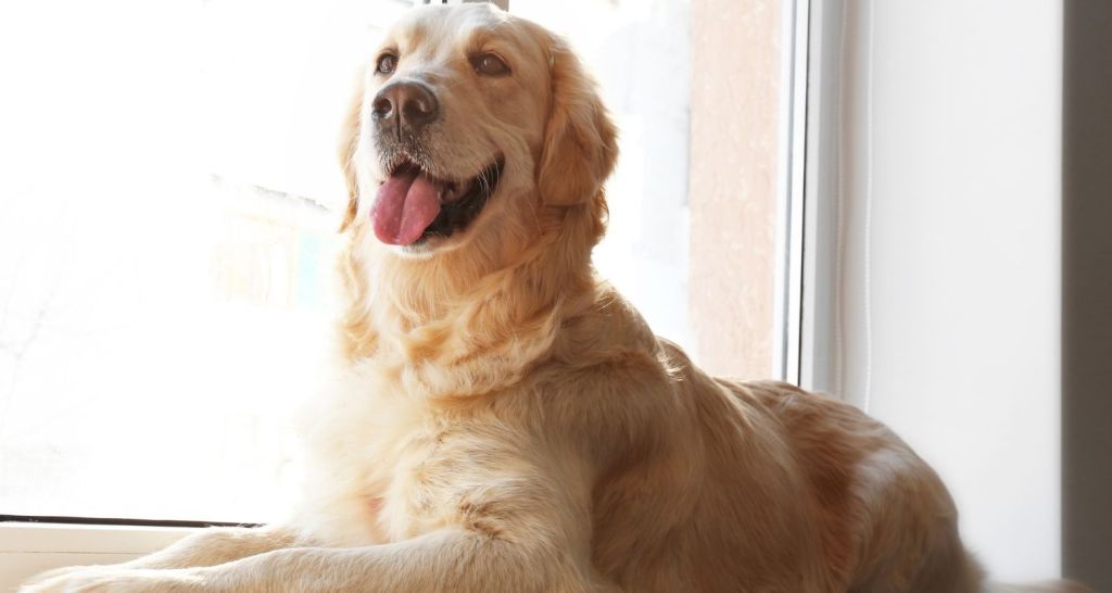 golden retriever, dog, pets