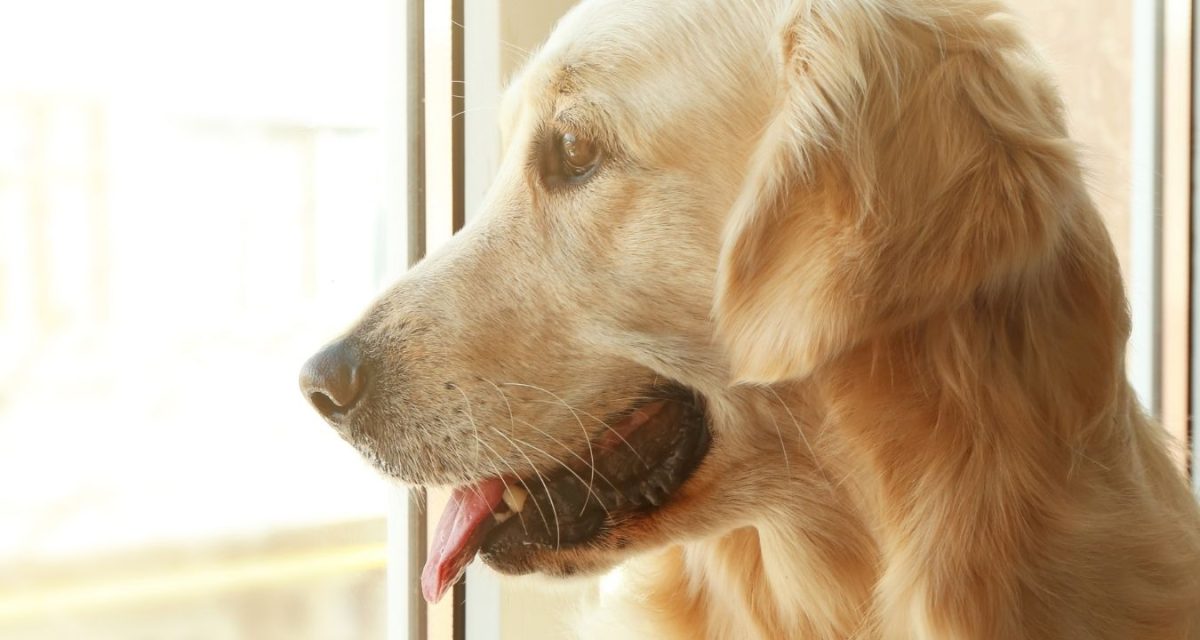 Passersby in Massachusetts city get free pooch smooches at Golden Retriever’s ‘kissing booth’