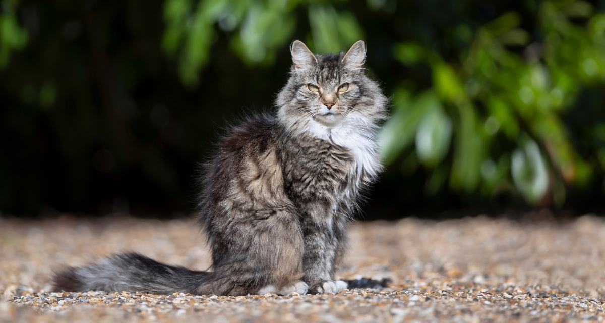 cat, tabby cat, canada border