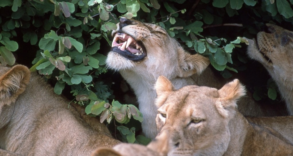 cats, big cats, catnip