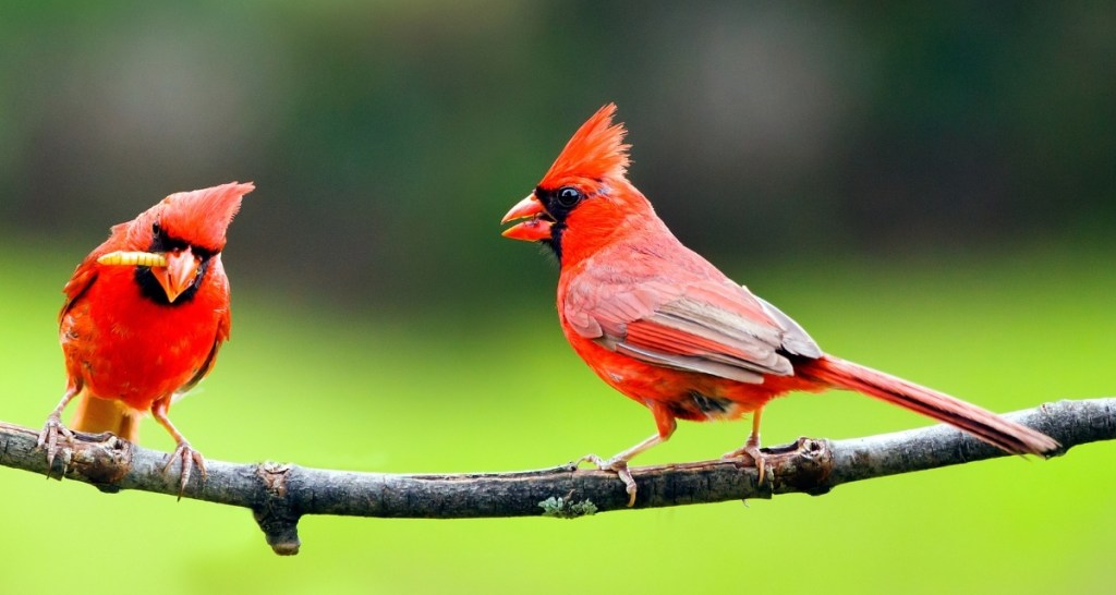 northern cardinal, bird calls, ornithology