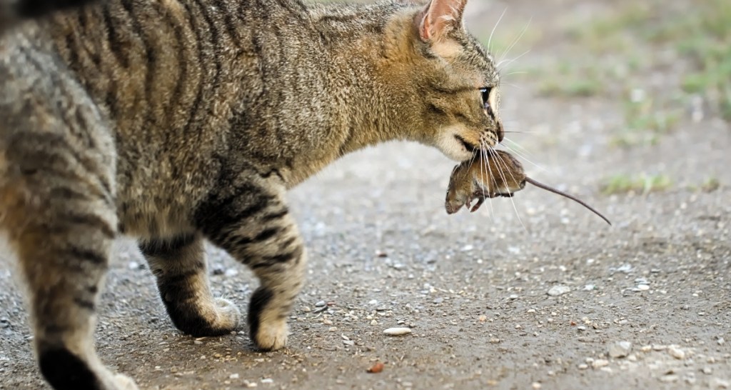 cat, cat with mouse, canada