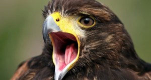 hawk, birds, bird calls