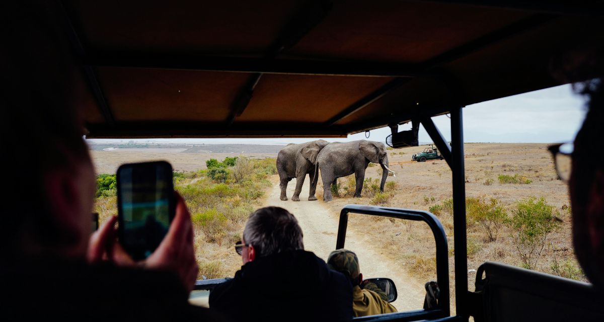 Hotels for wildlife encounters