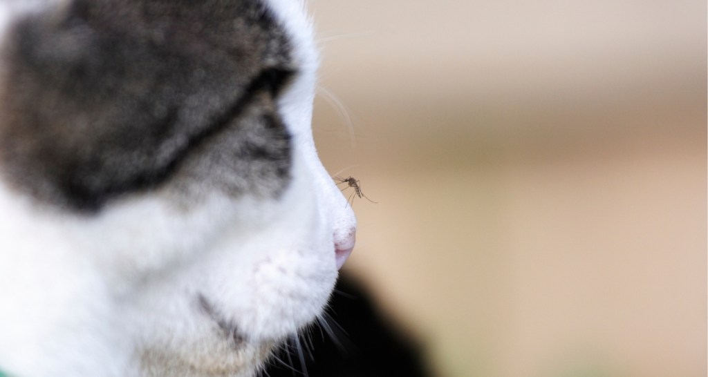 cat, catnip, mosquito