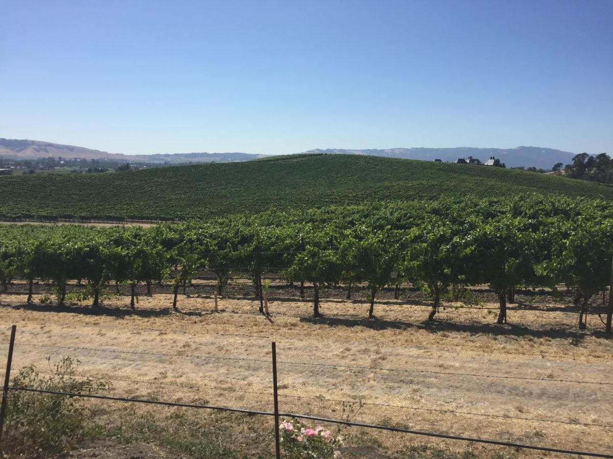 Windows XP, photography, Bliss, Napa Valley, nostalgia