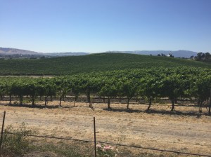 Windows XP, photography, Bliss, Napa Valley, nostalgia