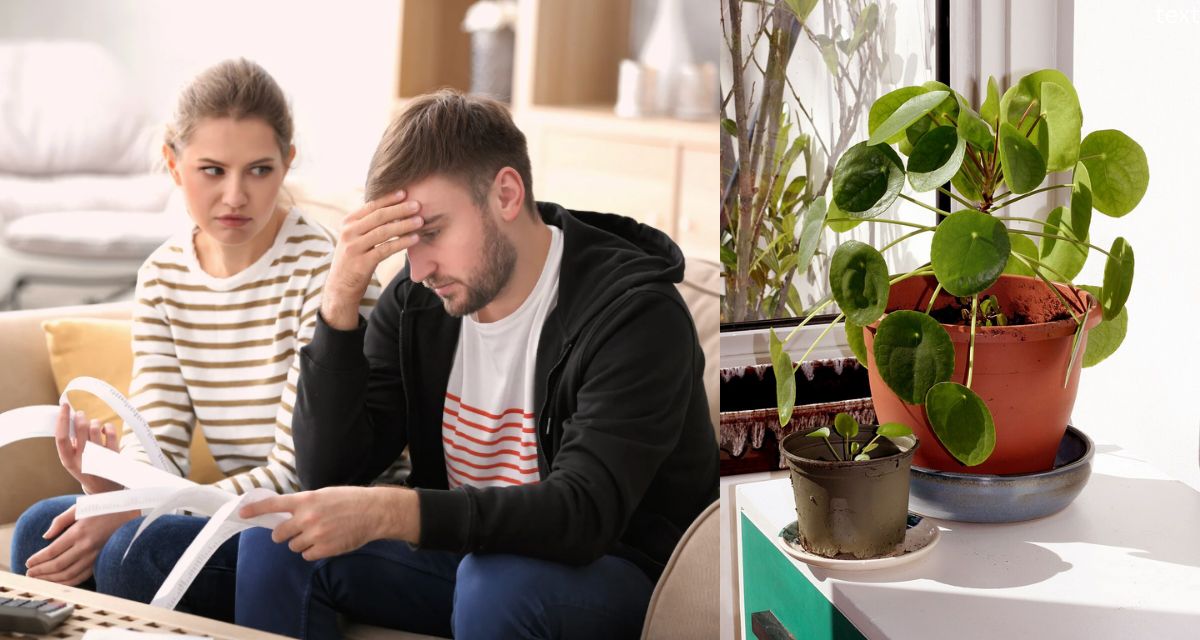 couple, money, budgeting, plant, window, striped shirt