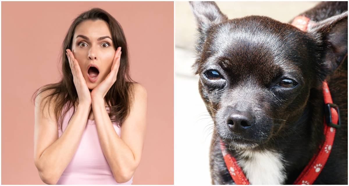 black dog, black chihuahua, shocked woman, dog language, communication