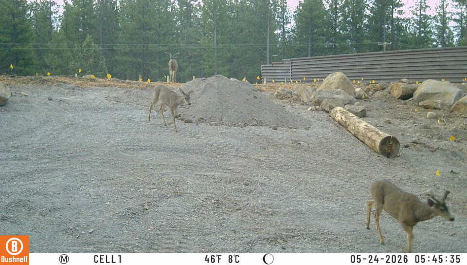 Project designers cheer as cameras capture first mule deer crossing new California wildlife bridge