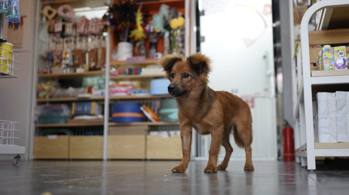 golden retriever, dogs, lottery, China, good luck
