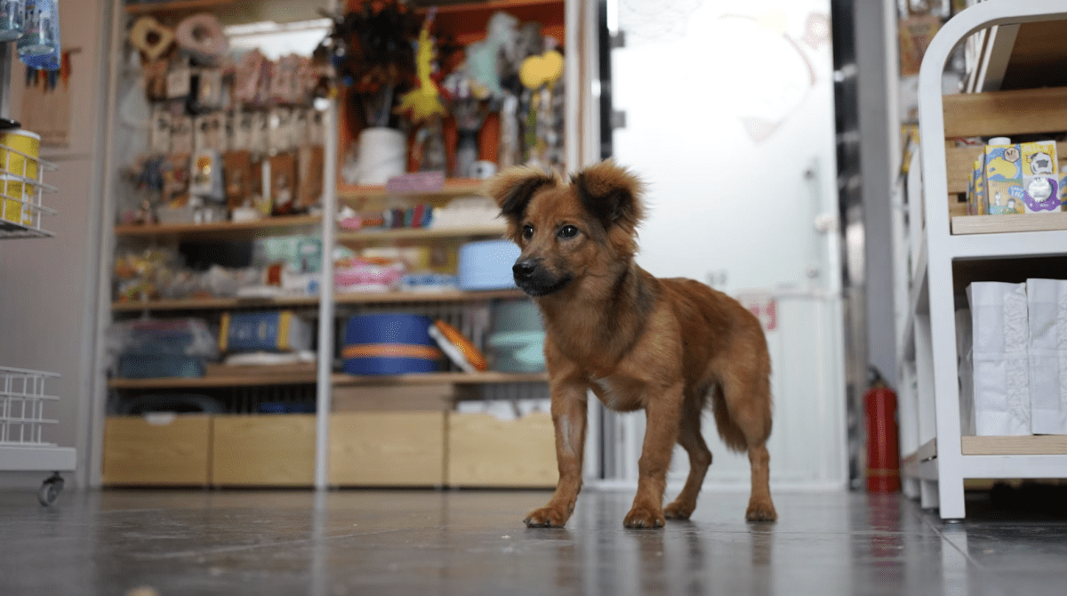 golden retriever, dogs, lottery, China, good luck