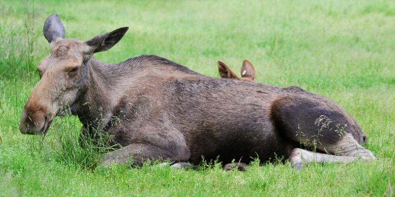 finland, finalnd elk, moose, elk on grass, nordic wildlife