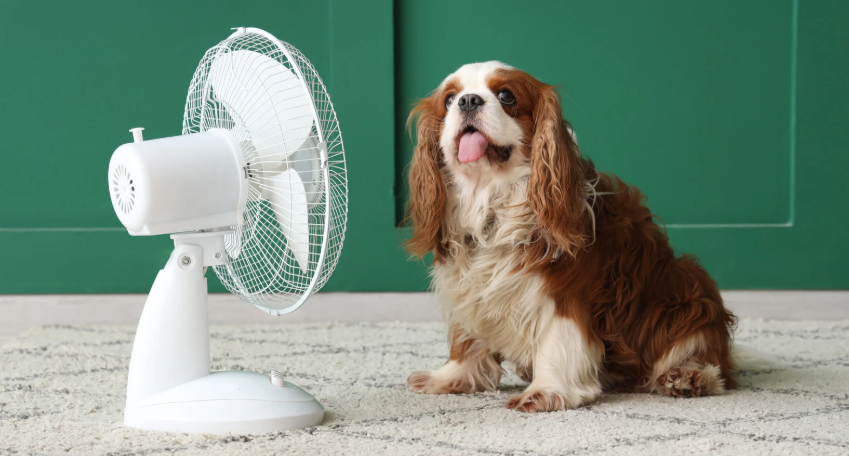 dog, fan, dog and fan, house fan, dog on carpet,