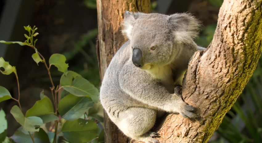 koala, tree, cute animals, australia, zoo, zoo animals