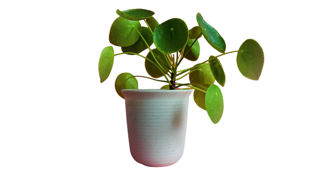 green money plant in white, glazed pot. green money plant in white, glazed pot.