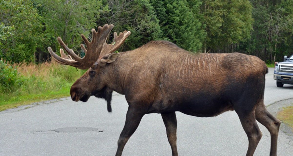 moose crossing, finland elk, elk safety, scandanavia, road safety