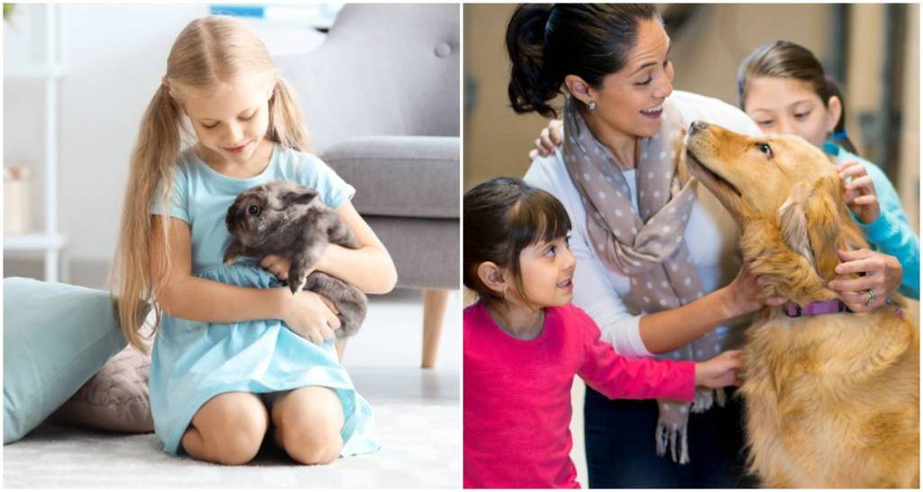 rabbit, dog, pet, golden retriever, family dog
