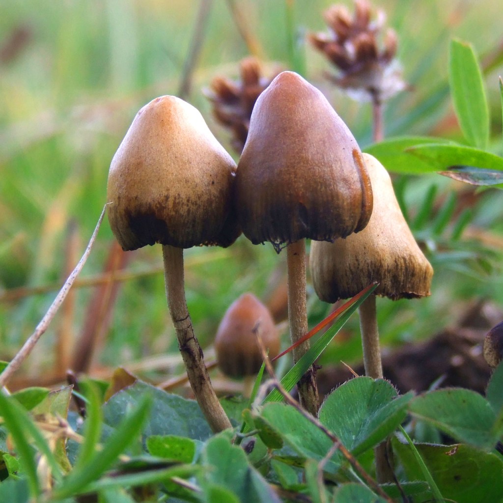 psilocybin, alzheimers, dementia, memory loss, medicine, healthcare, wellness, medical breakthrough, mushrooms, psychedelics, drugs, modern medicine, science