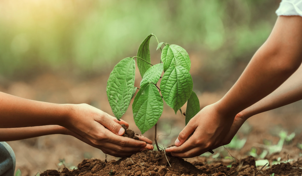 China, reforestation, kindness, desert, reunion
