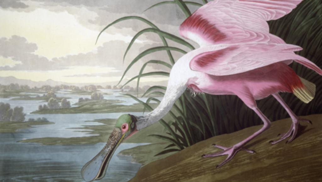 Audubon's Birds of America, library near me, maine